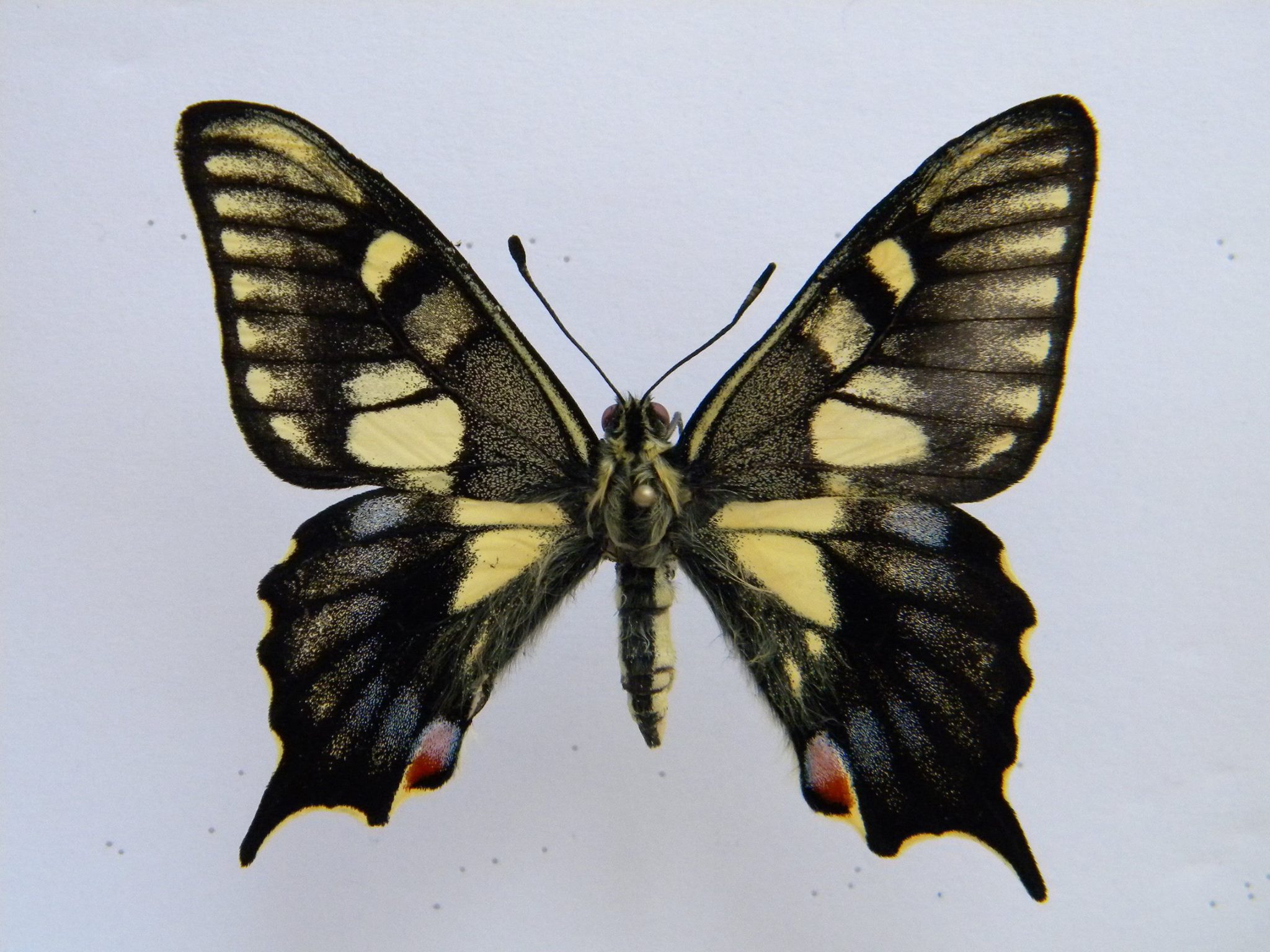 Papilio machaon (artificial aberrant, FB 2) [Internet image property of respective owner, non commercial use only]